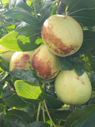 반디불농장님의 그동안 생산한 농작물은? · 참여글 작성글 사진