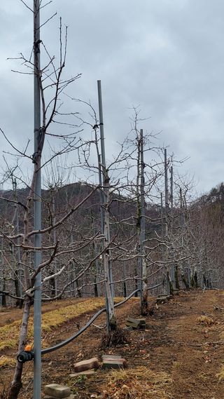 주)미산 조전무님의 사과 · 토양준비 작성글 사진