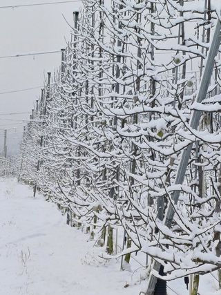 주)미산 조전무님의 사과 · 토양준비 작성글 사진