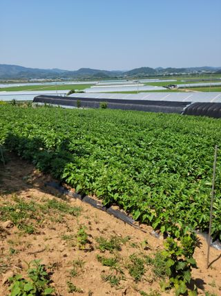 김동수님의 그동안 생산한 농작물은? · 참여글 작성글 사진