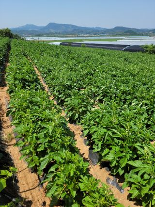 김동수님의 그동안 생산한 농작물은? · 참여글 작성글 사진