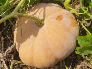 이복순님의 그동안 생산한 농작물은? · 참여글 작성글 사진