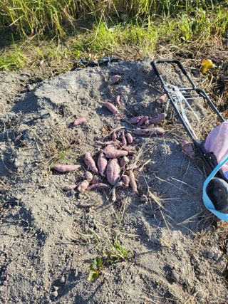 황정희님의 그동안 생산한 농작물은? · 참여글 작성글 사진