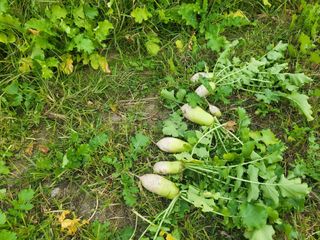 황정희님의 그동안 생산한 농작물은? · 참여글 작성글 사진