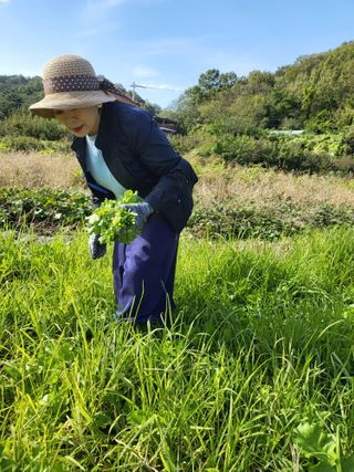 황정희님의 그동안 생산한 농작물은? · 참여글 작성글 사진