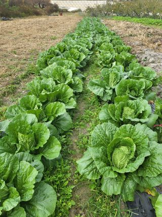 황정희님의 그동안 생산한 농작물은? · 참여글 작성글 사진