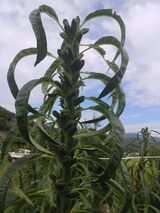 팜모닝 그동안 생산한 농작물은?·참여글 게시글 이미지