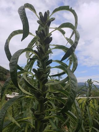 서울농부님의 그동안 생산한 농작물은? · 참여글 작성글 사진