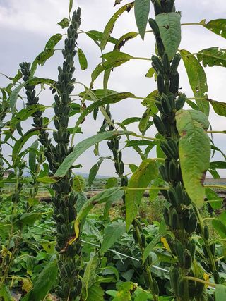 서울농부님의 그동안 생산한 농작물은? · 참여글 작성글 사진