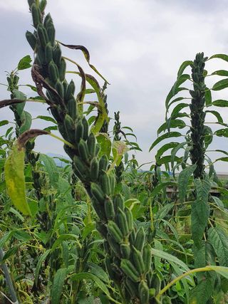 서울농부님의 그동안 생산한 농작물은? · 참여글 작성글 사진