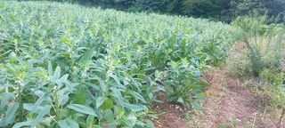 서울농부님의 그동안 생산한 농작물은? · 참여글 작성글 사진