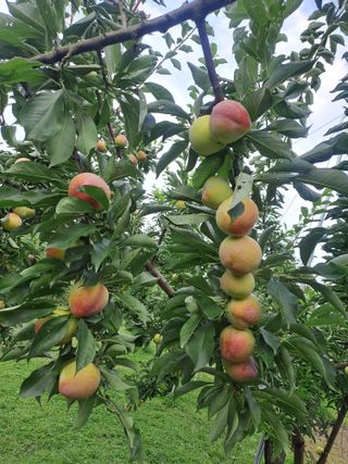 오규해님의 그동안 생산한 농작물은? · 참여글 작성글 사진