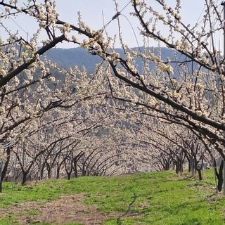 오규해님의 그동안 생산한 농작물은? · 참여글 작성글 사진