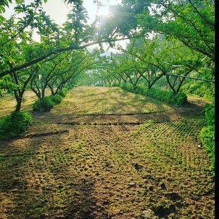 오규해님의 그동안 생산한 농작물은? · 참여글 작성글 사진