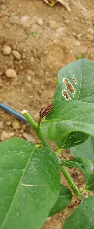 하하하레몬원님의 그동안 생산한 농작물은? · 참여글 작성글 사진