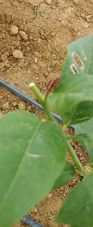 하하하레몬원님의 그동안 생산한 농작물은? · 참여글 작성글 사진