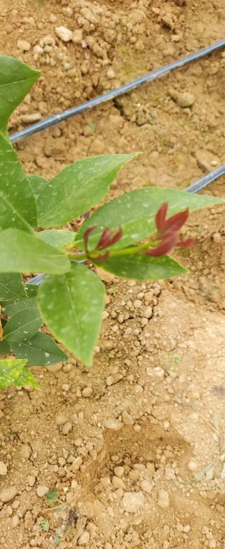 하하하레몬원님의 그동안 생산한 농작물은? · 참여글 작성글 사진