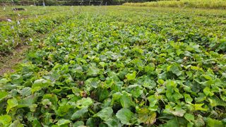 조병대님의 그동안 생산한 농작물은? · 참여글 작성글 사진