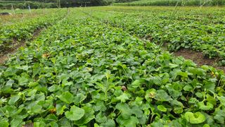 조병대님의 그동안 생산한 농작물은? · 참여글 작성글 사진