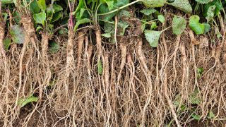 조병대님의 그동안 생산한 농작물은? · 참여글 작성글 사진