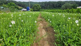 조병대님의 그동안 생산한 농작물은? · 참여글 작성글 사진