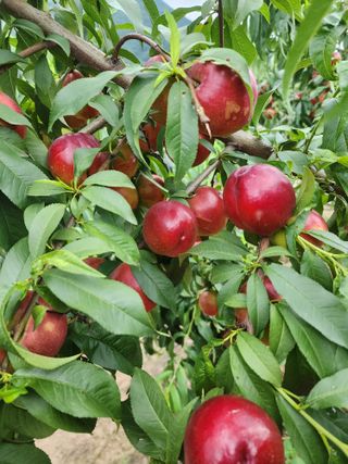 옥수수11171님의 그동안 생산한 농작물은? · 참여글 작성글 사진