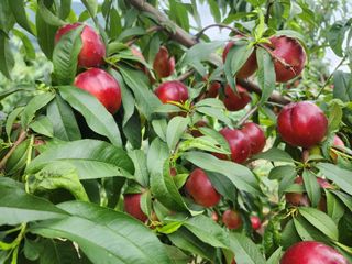 옥수수11171님의 그동안 생산한 농작물은? · 참여글 작성글 사진