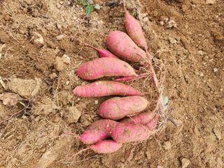 옥수수11171님의 그동안 생산한 농작물은? · 참여글 작성글 사진