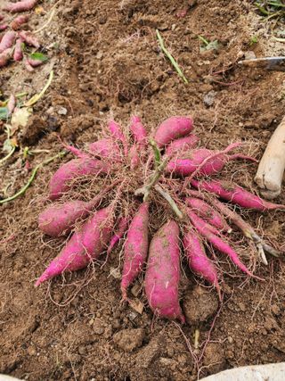 옥수수11171님의 그동안 생산한 농작물은? · 참여글 작성글 사진