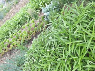 보고가든님의 그동안 생산한 농작물은? · 참여글 작성글 사진