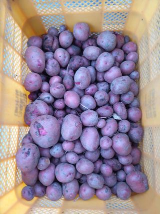 보고가든님의 그동안 생산한 농작물은? · 참여글 작성글 사진