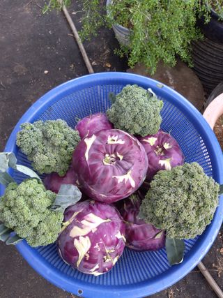 보고가든님의 그동안 생산한 농작물은? · 참여글 작성글 사진