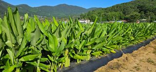 이명규님의 그동안 생산한 농작물은? · 참여글 작성글 사진