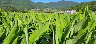 이명규님의 그동안 생산한 농작물은? · 참여글 작성글 사진