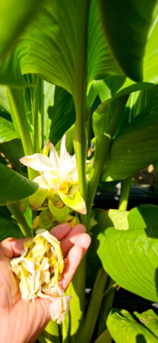 이명규님의 그동안 생산한 농작물은? · 참여글 작성글 사진