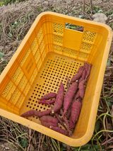 팜모닝 그동안 생산한 농작물은?·참여글 게시글 이미지