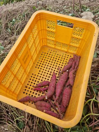 황재운님의 그동안 생산한 농작물은? · 참여글 작성글 사진