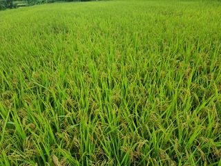 황재운님의 그동안 생산한 농작물은? · 참여글 작성글 사진