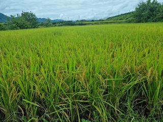 황재운님의 그동안 생산한 농작물은? · 참여글 작성글 사진