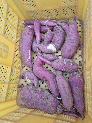 황재운님의 그동안 생산한 농작물은? · 참여글 작성글 사진