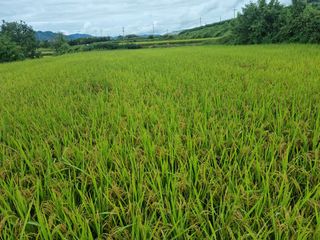 황재운님의 그동안 생산한 농작물은? · 참여글 작성글 사진