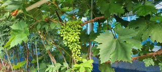 최용한님의 그동안 생산한 농작물은? · 참여글 작성글 사진