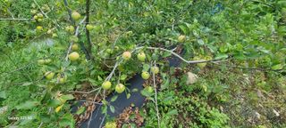 최용한님의 그동안 생산한 농작물은? · 참여글 작성글 사진