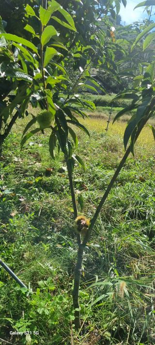 최용한님의 그동안 생산한 농작물은? · 참여글 작성글 사진