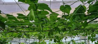 최용한님의 그동안 생산한 농작물은? · 참여글 작성글 사진