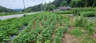 최용한님의 그동안 생산한 농작물은? · 참여글 작성글 사진