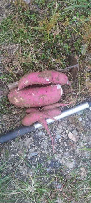 최용한님의 그동안 생산한 농작물은? · 참여글 작성글 사진