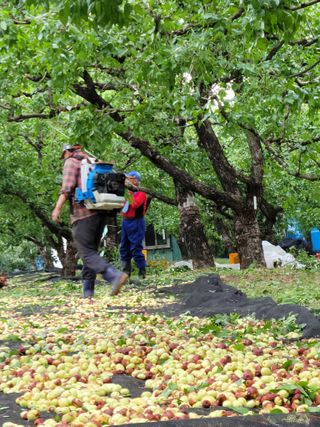 배성은365님의 장터이야기 · 자유게시판 작성글 사진
