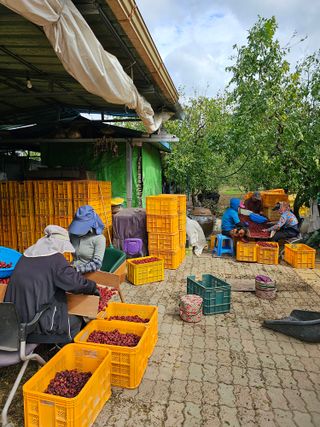배성은365님의 장터이야기 · 자유게시판 작성글 사진