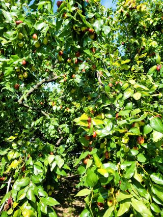 배성은365님의 장터이야기 · 자유게시판 작성글 사진